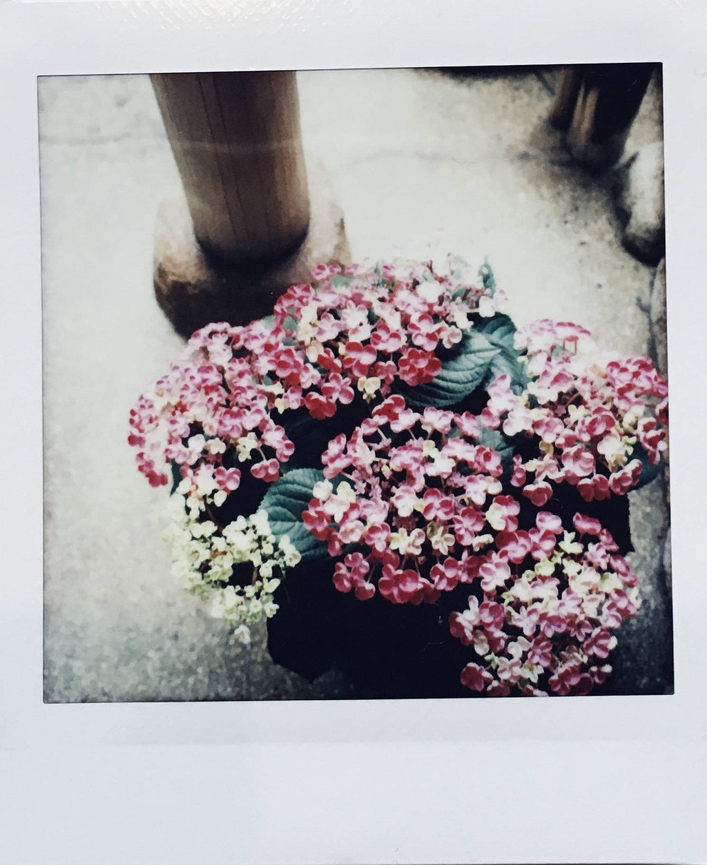 FujiFilm Instax Square